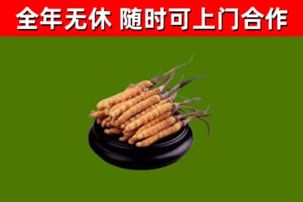 贵阳烟酒回收冬虫夏草.jpg