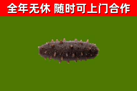 贵阳烟酒回收干海参.jpg